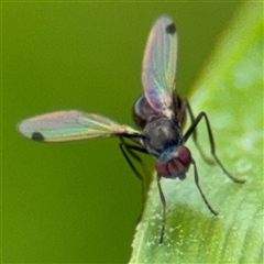 Parapalaeosepsis plebeia at Campbell, ACT - 28 Nov 2024