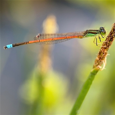 Ischnura aurora (Aurora Bluetail) at Campbell, ACT - 28 Nov 2024 by Hejor1