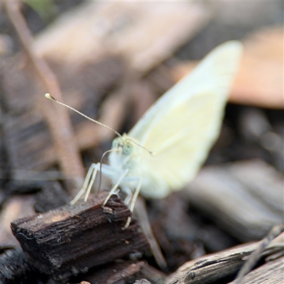 Pieris rapae (Cabbage White) at Campbell, ACT - 28 Nov 2024 by Hejor1