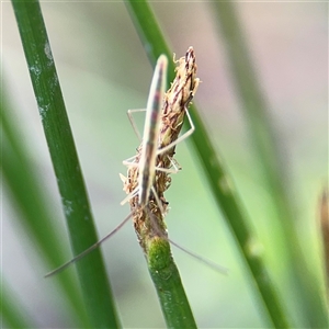 Mutusca brevicornis at Campbell, ACT - 28 Nov 2024 04:13 PM