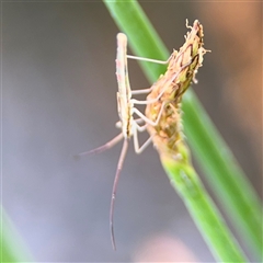 Mutusca brevicornis at Campbell, ACT - 28 Nov 2024