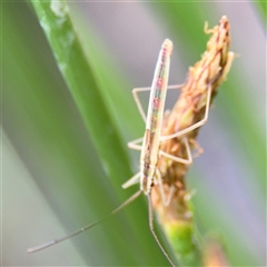 Mutusca brevicornis at Campbell, ACT - 28 Nov 2024