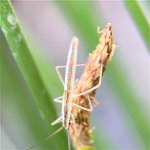 Mutusca brevicornis at Campbell, ACT - 28 Nov 2024 04:13 PM