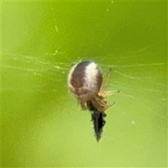 Araneinae (subfamily) (Orb weaver) at Campbell, ACT - 28 Nov 2024 by Hejor1