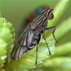 Sarcophagidae (family) - 1 Jan 1900 by Hejor1