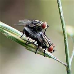 Sarcophagidae (family) (Unidentified flesh fly) at Campbell, ACT - 28 Nov 2024 by Hejor1