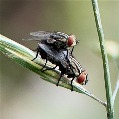 Sarcophagidae (family) (Unidentified flesh fly) at Campbell, ACT - 28 Nov 2024 by Hejor1