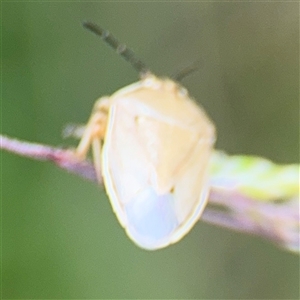 Pentatomidae (family) at Campbell, ACT - 28 Nov 2024 04:16 PM