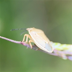 Pentatomidae (family) at Campbell, ACT - 28 Nov 2024 04:16 PM