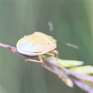 Pentatomidae (family) at Campbell, ACT - 28 Nov 2024 04:16 PM