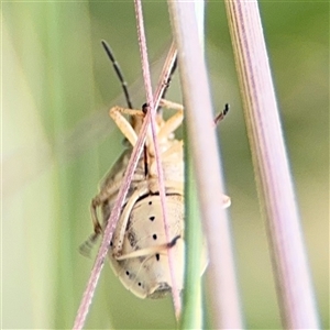 Pentatomidae (family) at Campbell, ACT - 28 Nov 2024 04:16 PM