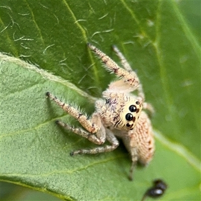 Opisthoncus sp. (genus) (Opisthoncus jumping spider) at Campbell, ACT - 28 Nov 2024 by Hejor1