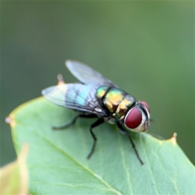 Chrysomya sp. (genus) (A green/blue blowfly) at Campbell, ACT - 28 Nov 2024 by Hejor1