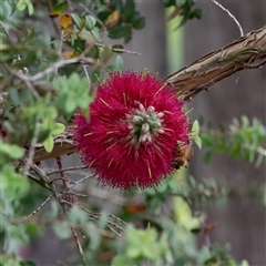 Melaleuca sp. (A Melaleuca) at Higgins, ACT - 26 Nov 2024 by Untidy