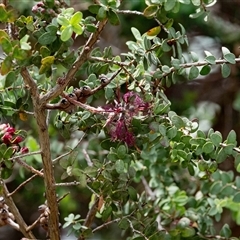 Melaleuca sp. at suppressed - 26 Nov 2024