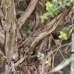 Melaleuca sp. at suppressed - 26 Nov 2024