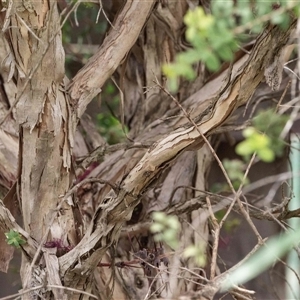 Melaleuca sp. at suppressed - 26 Nov 2024