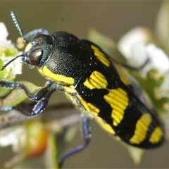 Castiarina octospilota (A Jewel Beetle) at Yarralumla, ACT - 28 Nov 2024 by Harrisi