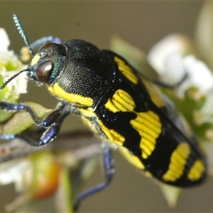 Castiarina octospilota at Yarralumla, ACT - 28 Nov 2024