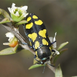 Castiarina octospilota at Yarralumla, ACT - 28 Nov 2024