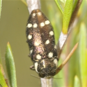 Diphucrania duodecimmaculata at Yarralumla, ACT - 28 Nov 2024 11:45 AM