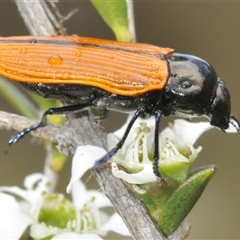 Castiarina rufipennis (Jewel beetle) at Yarralumla, ACT - 28 Nov 2024 by Harrisi