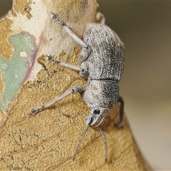 Polyphrades paganus (A weevil) at Yarralumla, ACT - 28 Nov 2024 by Harrisi