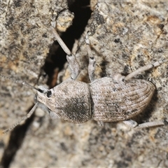 Polyphrades paganus at Yarralumla, ACT - 28 Nov 2024 12:02 PM