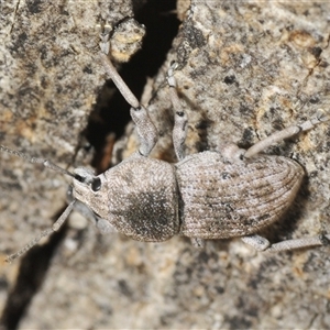 Polyphrades paganus at Yarralumla, ACT - 28 Nov 2024 12:02 PM