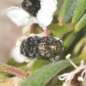 Diphucrania minutissima at Denman Prospect, ACT - 28 Nov 2024 09:18 PM