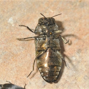 Diphucrania minutissima at Denman Prospect, ACT - 28 Nov 2024 09:18 PM