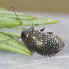 Edusella sp. (genus) (A leaf beetle) at Denman Prospect, ACT - 28 Nov 2024 by Harrisi