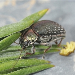 Edusella sp. (genus) at Denman Prospect, ACT - 28 Nov 2024 12:56 PM