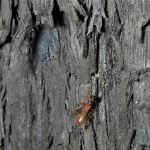 Ichneumonoidea (Superfamily) (A species of parasitic wasp) at Karabar, NSW by Harrisi