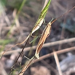 Mutusca brevicornis at Higgins, ACT - 28 Nov 2024 06:27 PM