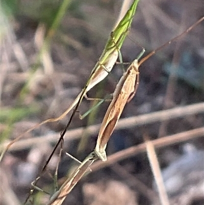 Mutusca brevicornis (A broad-headed bug) at Higgins, ACT - 28 Nov 2024 by Jennybach