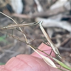 Mutusca brevicornis at Higgins, ACT - 28 Nov 2024 06:27 PM