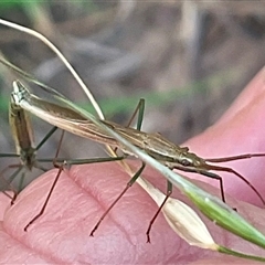 Mutusca brevicornis at Higgins, ACT - 28 Nov 2024 06:27 PM