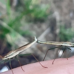 Mutusca brevicornis at Higgins, ACT - 28 Nov 2024 06:27 PM