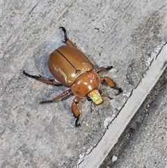 Anoplognathus montanus (Montane Christmas beetle) at Pialligo, ACT - 29 Nov 2024 by FeralGhostbat