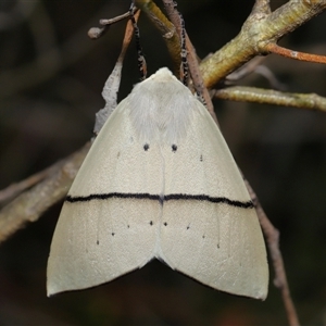 Gastrophora henricaria (Fallen-bark Looper, Beautiful Leaf Moth) at Acton, ACT by TimL