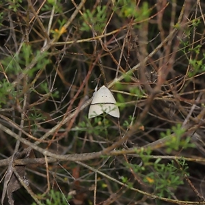 Gastrophora henricaria at Acton, ACT - 27 Nov 2024