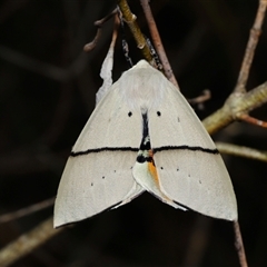 Gastrophora henricaria at Acton, ACT - 27 Nov 2024