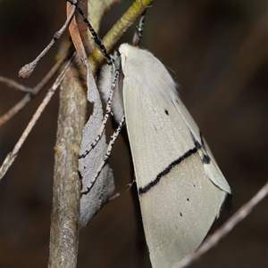 Gastrophora henricaria at Acton, ACT - 27 Nov 2024