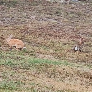 Oryctolagus cuniculus (European Rabbit) at O'Malley, ACT by Mike