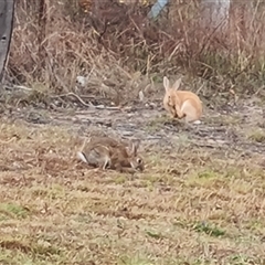 Oryctolagus cuniculus at O'Malley, ACT - 29 Nov 2024 06:21 AM