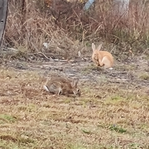 Oryctolagus cuniculus at O'Malley, ACT - 29 Nov 2024 06:21 AM