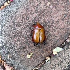 Anoplognathus montanus (Montane Christmas beetle) at Weston, ACT - 26 Nov 2024 by JillianM