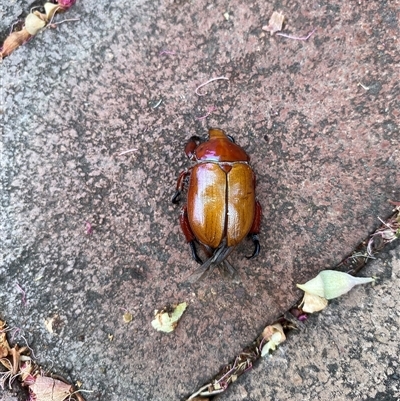 Anoplognathus montanus (Montane Christmas beetle) at Weston, ACT - 25 Nov 2024 by JillianM