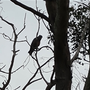 Callocephalon fimbriatum (Gang-gang Cockatoo) at O'Malley, ACT by Mike